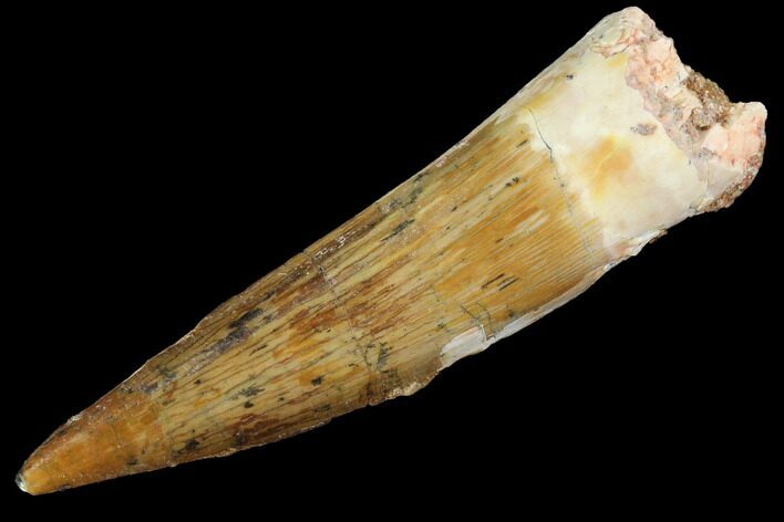 Real Spinosaurus Tooth - Nice Preservation #87218